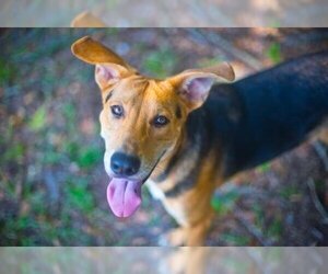 German Shepherd Dog-Unknown Mix Dogs for adoption in Gainesville, FL, USA