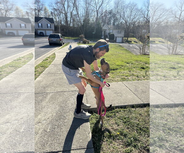 Medium Photo #7 Boxer-Unknown Mix Puppy For Sale in Holly Springs, NC, USA