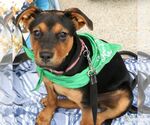 Small #8 Labrador Retriever Mix