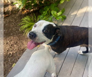 Paw Paw Walter - Male Mutt Dog for Adoption - Photo #6
