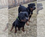 Small Photo #5 Rottweiler Puppy For Sale in AURORA, CO, USA