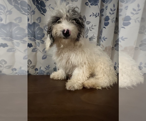 Medium Photo #12 Cavapoo-Poodle (Miniature) Mix Puppy For Sale in DURHAM, CT, USA