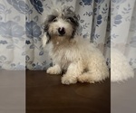 Small #11 Cavapoo-Poodle (Miniature) Mix