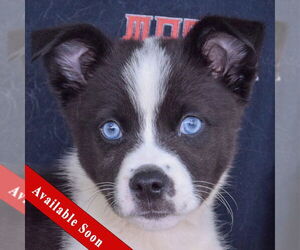Boston Terrier-Huskies Mix Dogs for adoption in Huntley, IL, USA