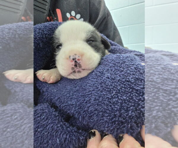 Medium Photo #3 Mutt Puppy For Sale in Evansville, IN, USA