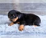 Small #7 Rottweiler