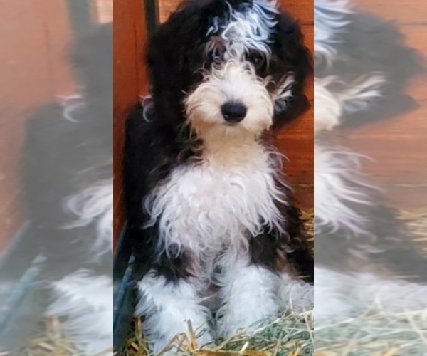 Medium Photo #1 Bernedoodle Puppy For Sale in INDIANAPOLIS, IN, USA