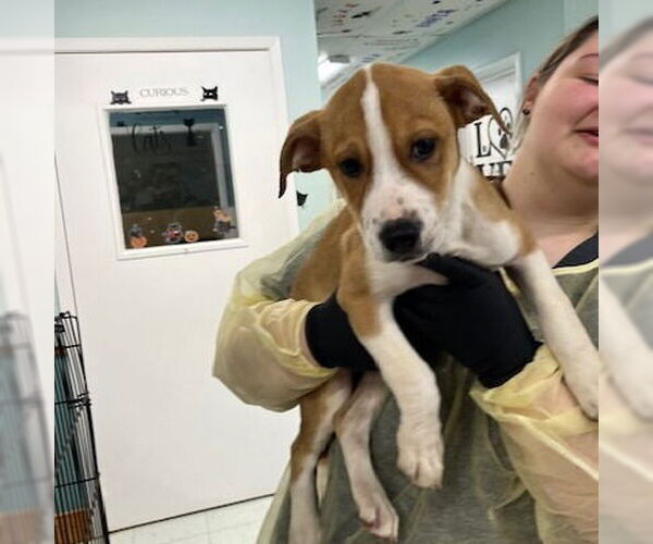 Medium Photo #3 Mutt Puppy For Sale in Elmsford, NY, USA