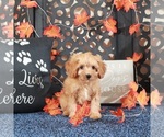 Small #1 Cavapoo-Poodle (Toy) Mix