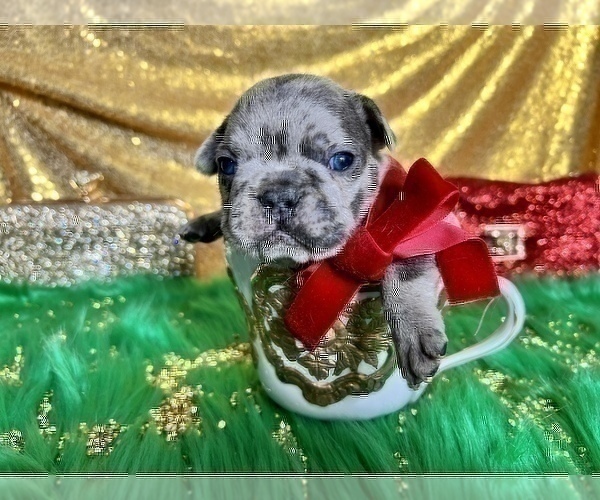 Medium Photo #38 French Bulldog Puppy For Sale in HAYWARD, CA, USA