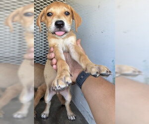 Mutt Dogs for adoption in Bakersfield, CA, USA