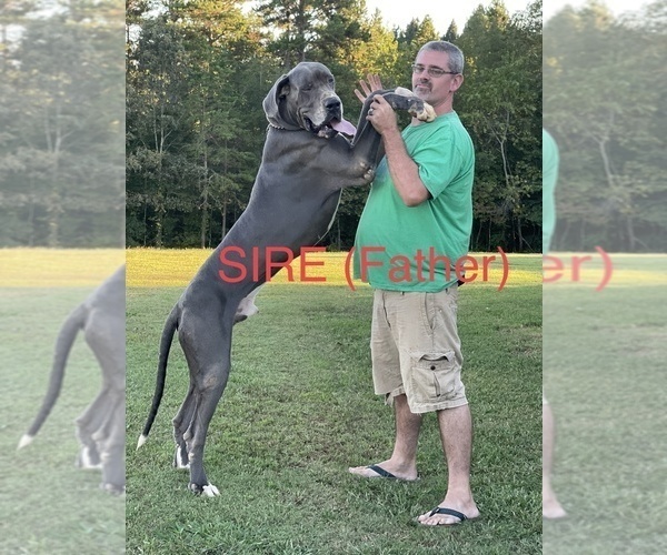 Medium Photo #1 Great Dane Puppy For Sale in PINNACLE, NC, USA