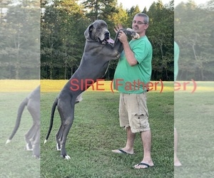 Father of the Great Dane puppies born on 09/25/2021