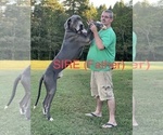 Small Photo #1 Great Dane Puppy For Sale in PINNACLE, NC, USA