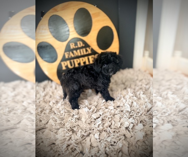 Medium Photo #5 Cavapoo (Miniature) Puppy For Sale in CROSSVILLE, TN, USA