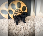 Small #4 Cavapoo (Miniature)