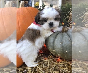 Shih Tzu-Shih-Poo Mix Puppy for sale in ANGIER, NC, USA