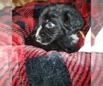 Small Photo #5 Aussiedoodle Puppy For Sale in DERBY, IA, USA
