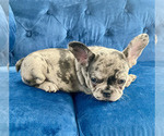 Small Photo #8 French Bulldog Puppy For Sale in SCREVEN, GA, USA