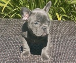 Puppy 0 French Bulldog