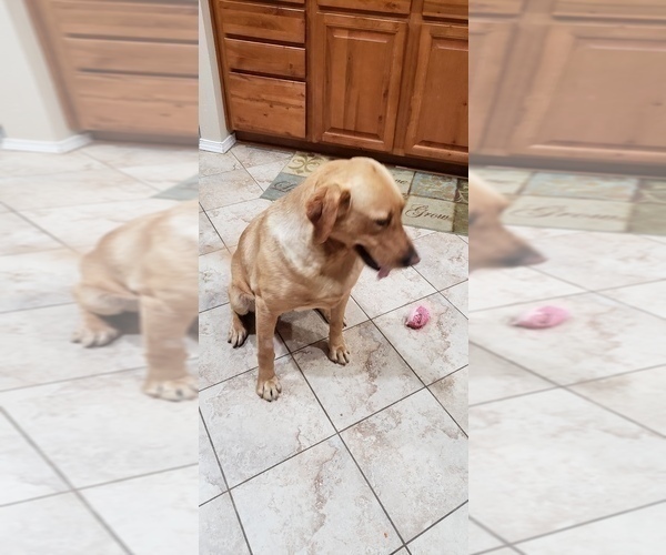 Medium Photo #4 Labrador Retriever Puppy For Sale in OLYMPIA, WA, USA