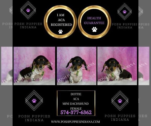 Medium Photo #2 Dachshund Puppy For Sale in WARSAW, IN, USA