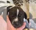 Puppy Male German Shorthaired Pointer