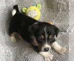 Puppy 5 Cojack