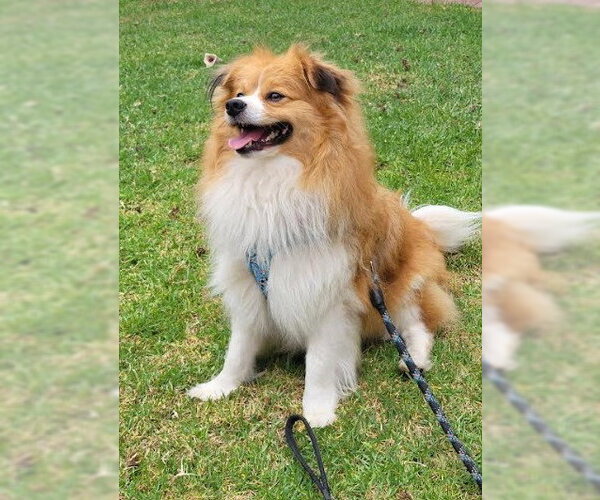 Medium Photo #3 Mutt Puppy For Sale in San Diego, CA, USA