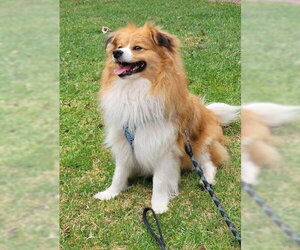 Mutt Dogs for adoption in San Diego, CA, USA