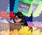 Small #10 Yorkshire Terrier