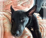 Small #7 Labrador Retriever Mix