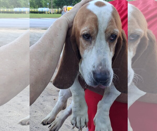 Medium Photo #4 Basset Hound Puppy For Sale in Valrico, FL, USA