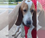 Small #3 Basset Hound