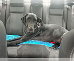 Small #10 Great Dane