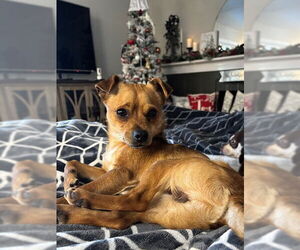 Chug Dogs for adoption in Aurora, CO, USA