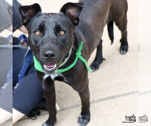 Labrador Retriever-Retriever  Mix Dogs for adoption in Washington, DC, USA