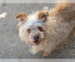 Small Mutt