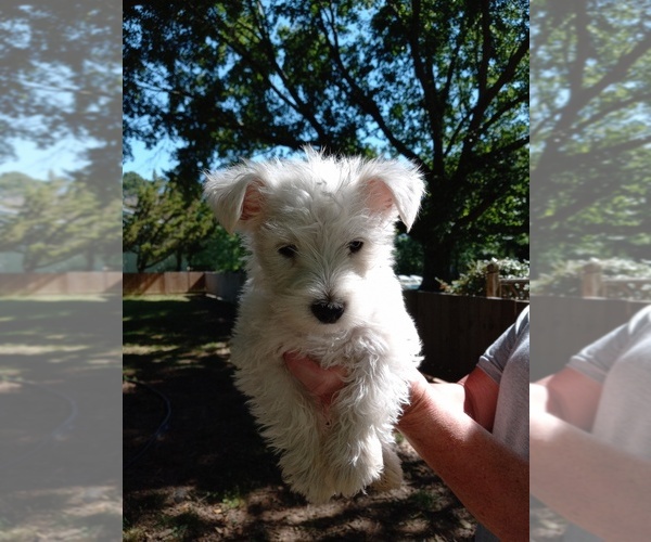 Medium Photo #1 West Highland White Terrier Puppy For Sale in HUNTSVILLE, AL, USA