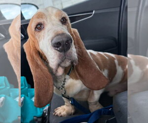 Basset Hound Dogs for adoption in Valrico, FL, USA