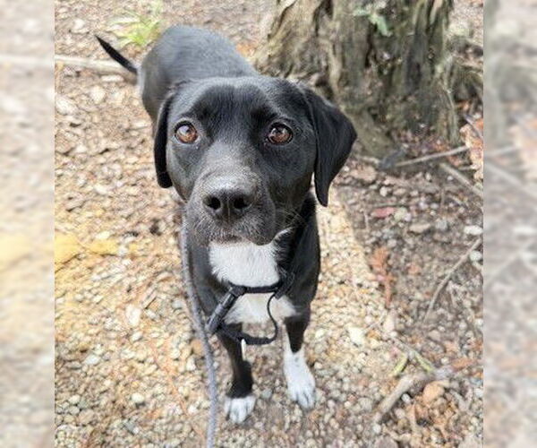 Medium Photo #1 Mutt Puppy For Sale in Martinez, CA, USA