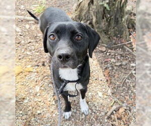 Mutt Dogs for adoption in Martinez, CA, USA