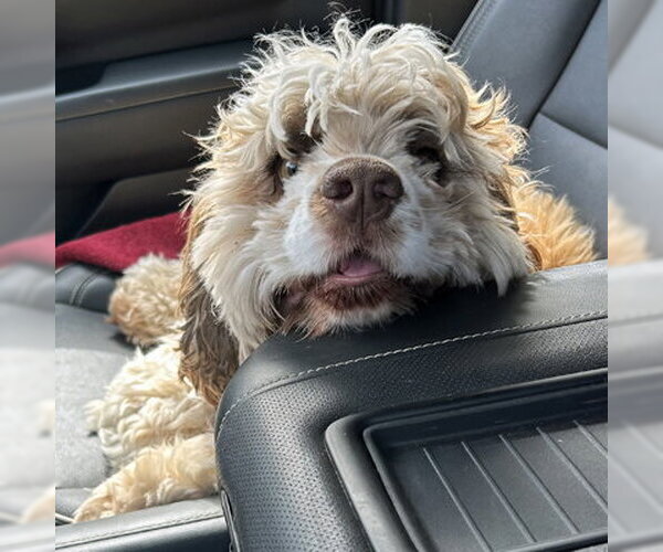 Medium Photo #2 Cocker Spaniel Puppy For Sale in Arlington, VA, USA