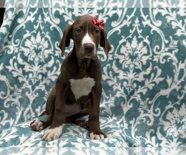 Medium Photo #7 Great Dane Puppy For Sale in LAKELAND, FL, USA