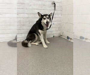 Siberian Husky Dogs for adoption in San Bernardino, CA, USA