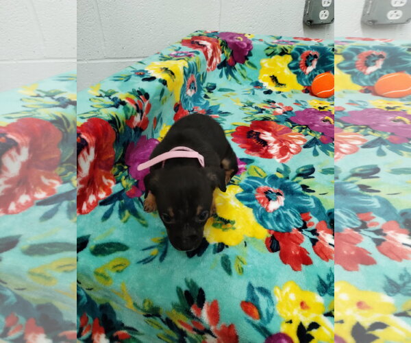 Medium Photo #2 Mutt Puppy For Sale in York, SC, USA