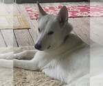 Small #3 German Shepherd Dog