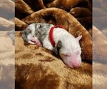 Small Photo #71 Sheepadoodle Puppy For Sale in LEHI, UT, USA
