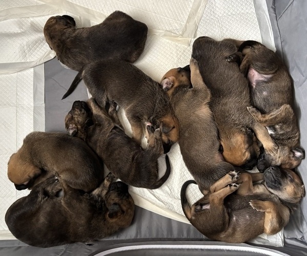 Medium Photo #1 Boxer-German Shepherd Dog Mix Puppy For Sale in RUSTBURG, VA, USA