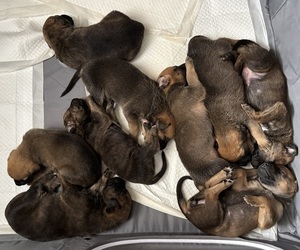 Boxer-German Shepherd Dog Mix Puppy for sale in RUSTBURG, VA, USA